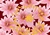 NEV60012 Pink Lotus